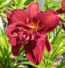 Carica l'immagine nel visualizzatore di Gallery, Hemerocallis "Double Firecracker"
