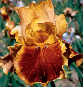 Iris Barbata Alta "Exclusivity"