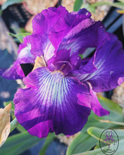 Carica l'immagine nel visualizzatore di Gallery, Iris Barbata Alta "Exotic Star"
