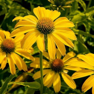 Echinacea Purpurea "Lakota Yellow"