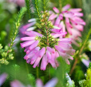 Erica Verticillata