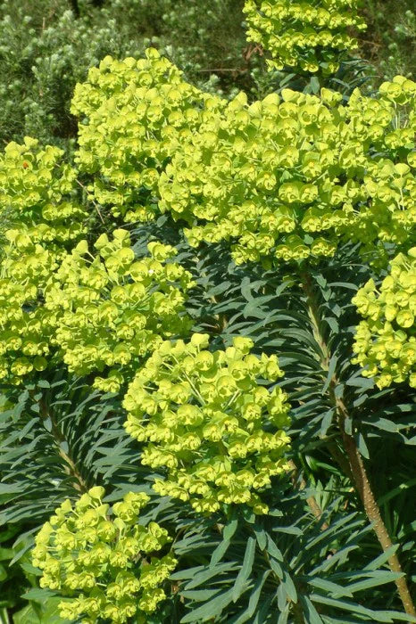 Euphorbia Characias 