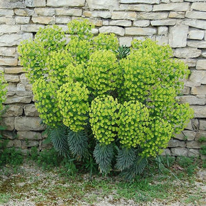 Euphorbia Characias "Shorty"