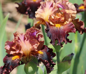 Iris Barbata Alta "Fabulouse Fortune"