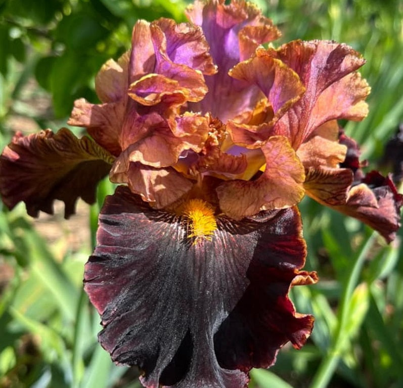 Iris Barbata Alta 