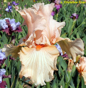 Iris Barbata Alta "Feminine Fire"