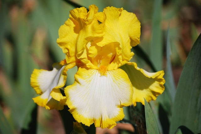 Iris Barbata Alta 