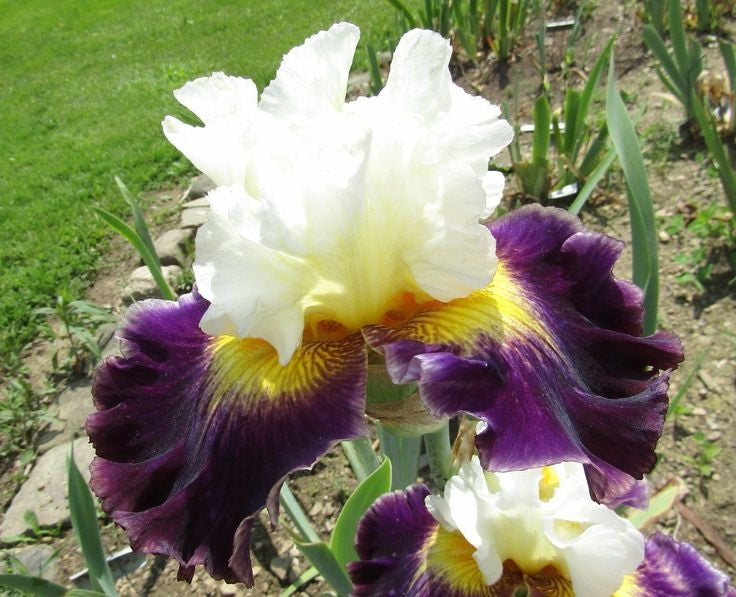 Iris Barbata Alta 