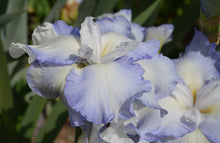 Carica l&#39;immagine nel visualizzatore di Gallery, Iris Barbata Alta &quot;Fluffy Pillows&quot;
