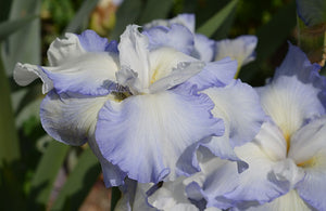 Iris Barbata Alta "Fluffy Pillows"