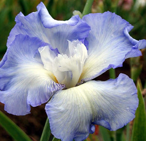 Iris Barbata Alta "Fluffy Pillows"