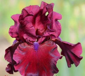 Iris Barbata Alta "Fortunate Son"