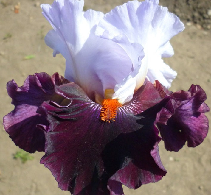 Iris Barbata Alta 