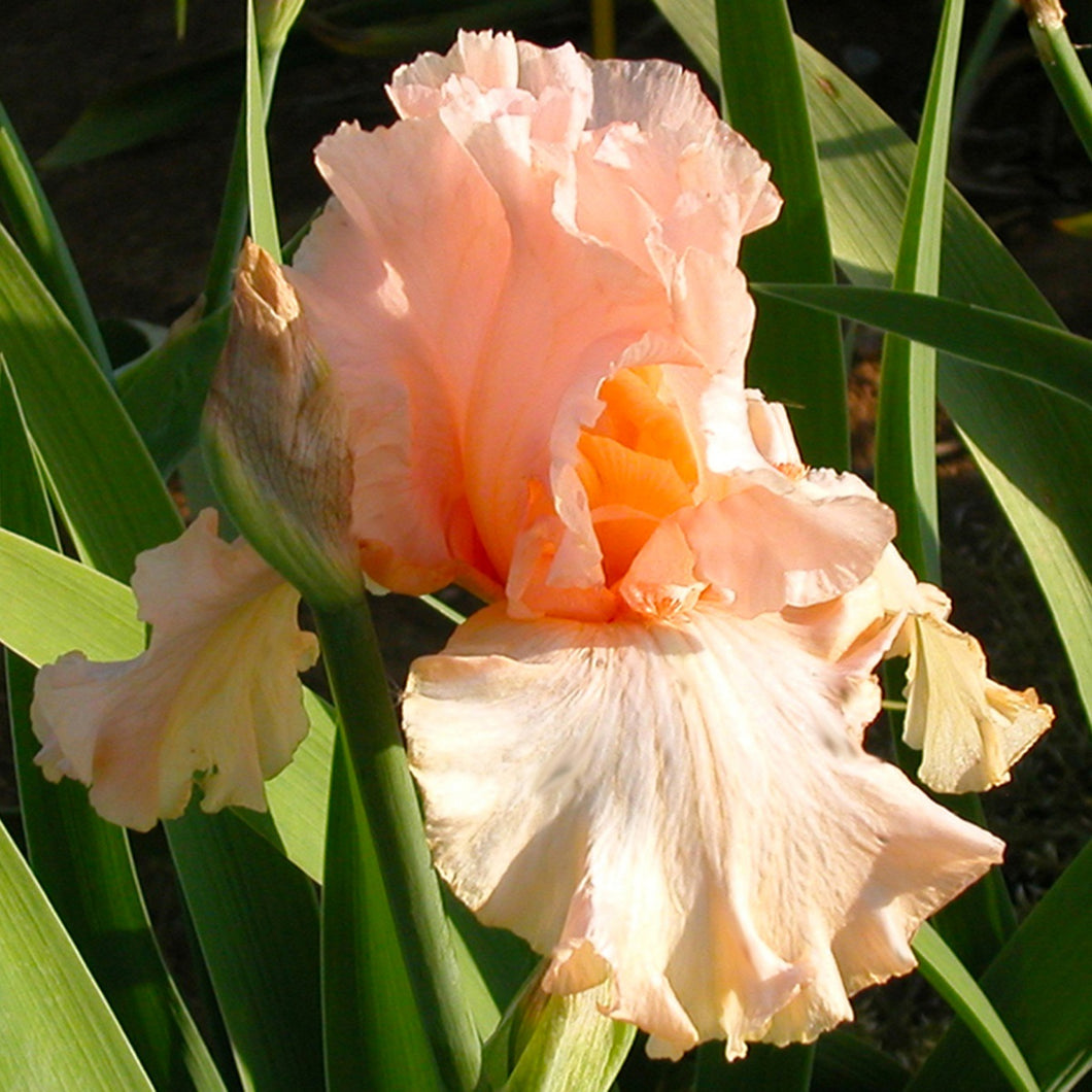 Iris Barbata Alta 