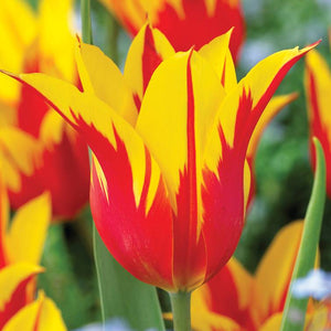 Tulipa "Fire Wings" in bulbi