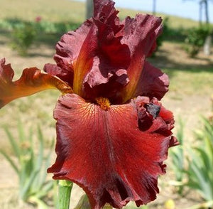 Iris Barbata Alta "Fort Apache"