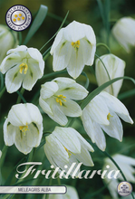 Carica l'immagine nel visualizzatore di Gallery, Fritillaria Melagris "Alba"
