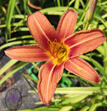 Carica l'immagine nel visualizzatore di Gallery, Hemerocallis "Fulva"
