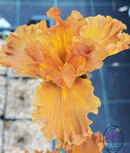 Carica l'immagine nel visualizzatore di Gallery, Iris Barbata Alta "Golden Panther"
