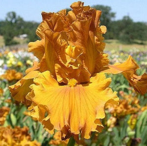 Iris Barbata Alta "Golden Panther"