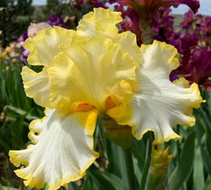 Iris Barbata Alta "Grace Whittemore"