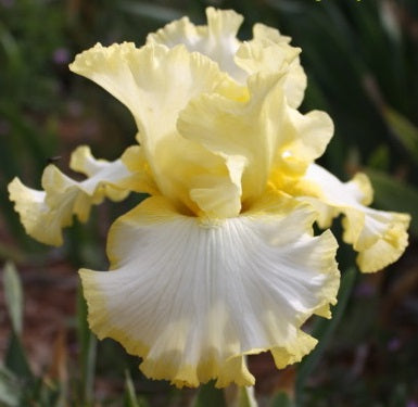 Iris Barbata Alta 