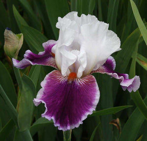 Iris Barbata Alta "Gracious Curves"