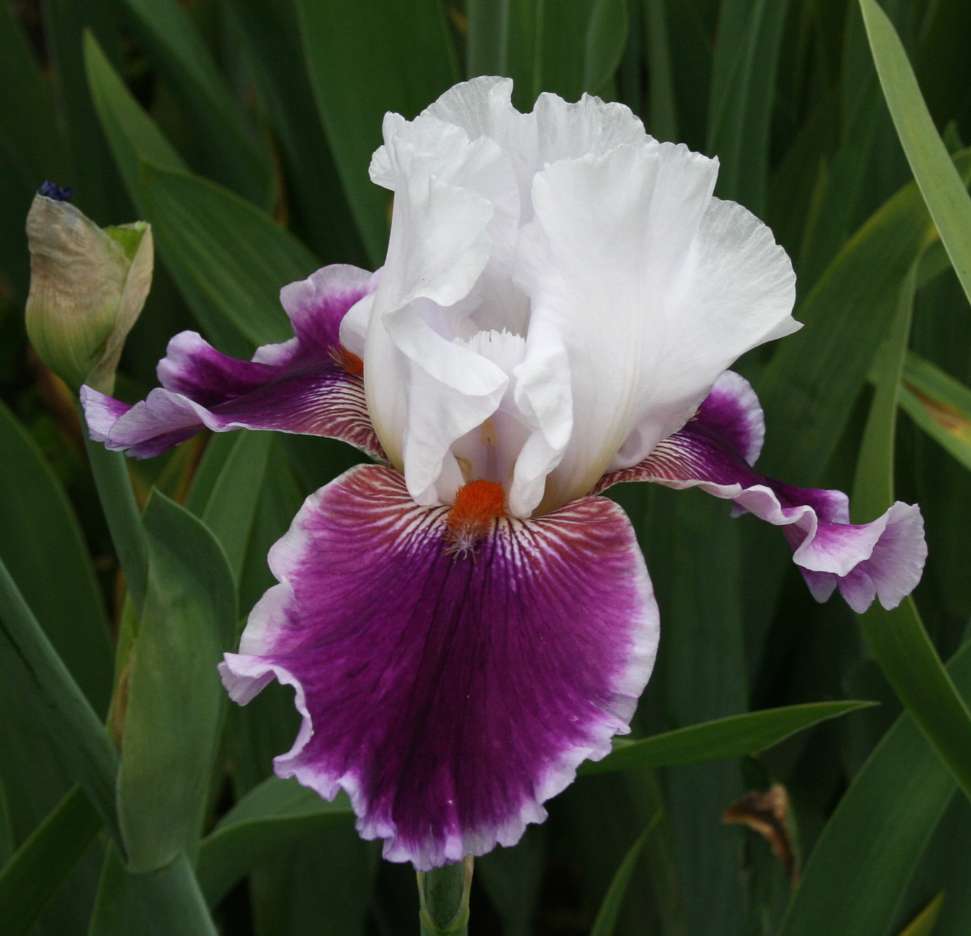 Iris Barbata Alta 