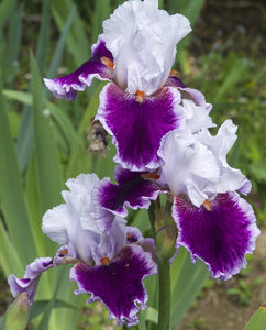 Iris Barbata Alta "Gracious Curves"
