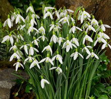 Carica l'immagine nel visualizzatore di Gallery, Galanthus Elwesii
