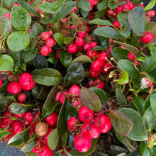 Carica l&#39;immagine nel visualizzatore di Gallery, Gaultheria Procumbens &quot;Big Berry&quot;
