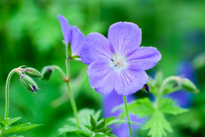 Geranium Grandiflorum "Johnson Blue"