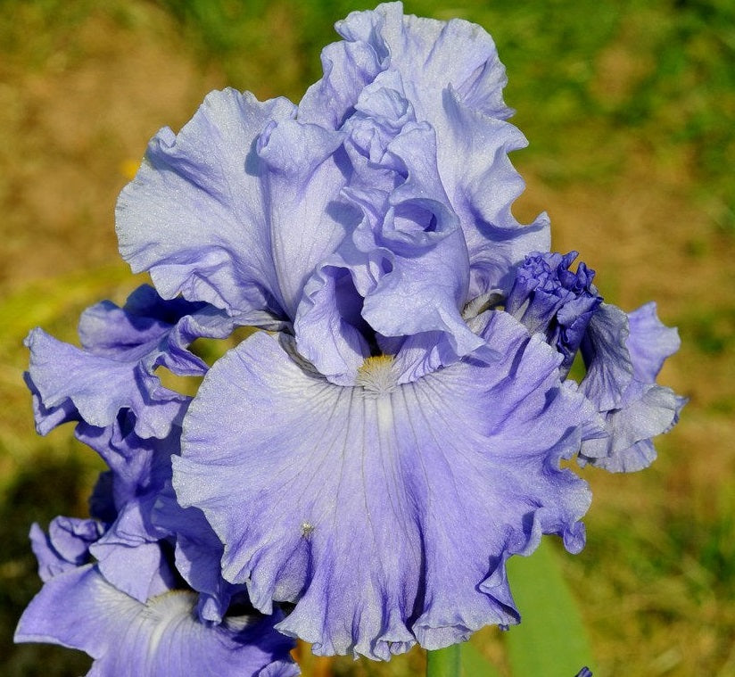 Iris Barbata Alta 