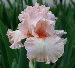 Iris Barbata Alta "Happenstance"