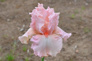 Iris Barbata Alta "Happenstance"