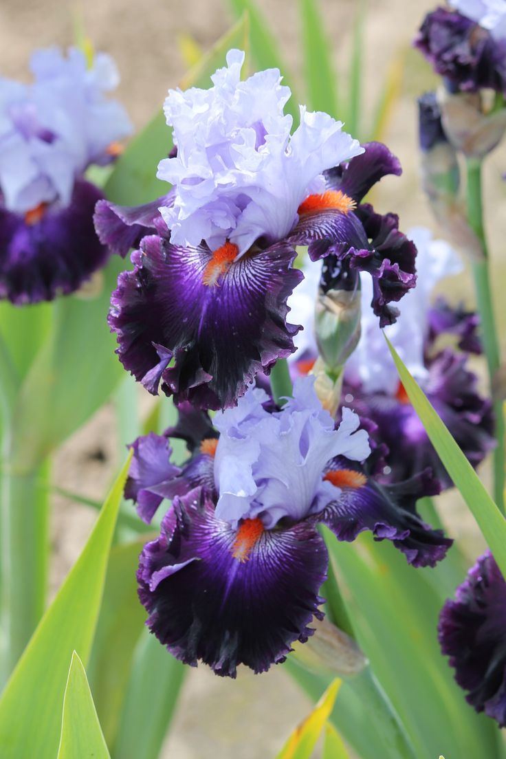 Iris Barbata Alta 