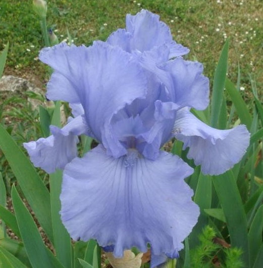 Iris Barbata Alta 