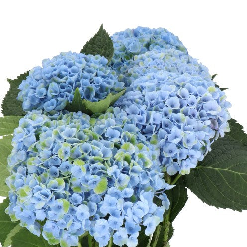 Hydrangea Macrophilla 