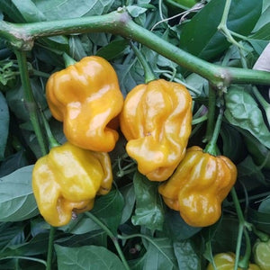 Peperoncino "Habanero Mustard"