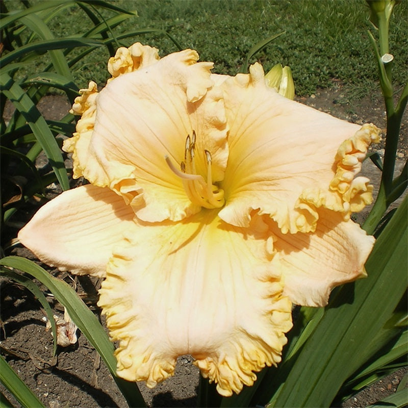 Hemerocallis 
