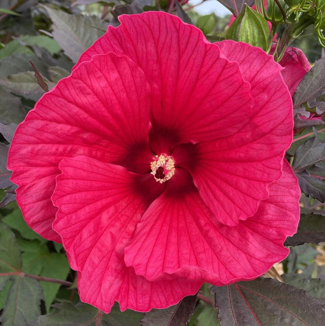 Hibiscus Moscheutus 