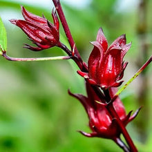 Carica l&#39;immagine nel visualizzatore di Gallery, Hibiscus Rosa Sinensis - Karkadè Tea
