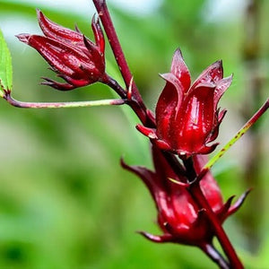 Hibiscus Rosa Sinensis - Karkadè Tea