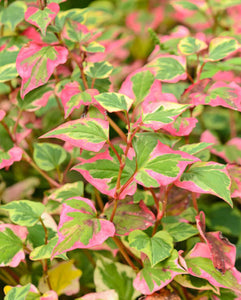 Houttuynia Cordata "Chameleon"