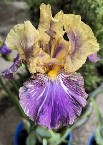 Iris Barbata Intermedia "Doe Z Doe"
