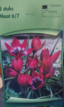Carica l'immagine nel visualizzatore di Gallery, Tulipa Humilis "Little Beauty"
