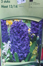 Carica l'immagine nel visualizzatore di Gallery, Hyacinthus "Blue Trophy"
