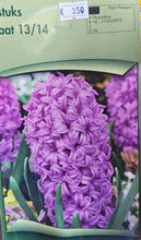 Carica l'immagine nel visualizzatore di Gallery, Hyacinthus "Miss Saigon"
