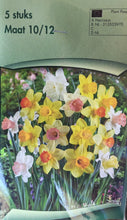 Carica l'immagine nel visualizzatore di Gallery, Narcissus mix di colori
