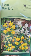Carica l'immagine nel visualizzatore di Gallery, Narcissus mix di colori
